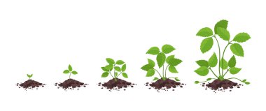 Çilek yetiştirme aşamaları. Çiçekler ve meyveler olmadan sadece ot yaprakları. Fragaria Geliştirme. Vektör bilgileri.