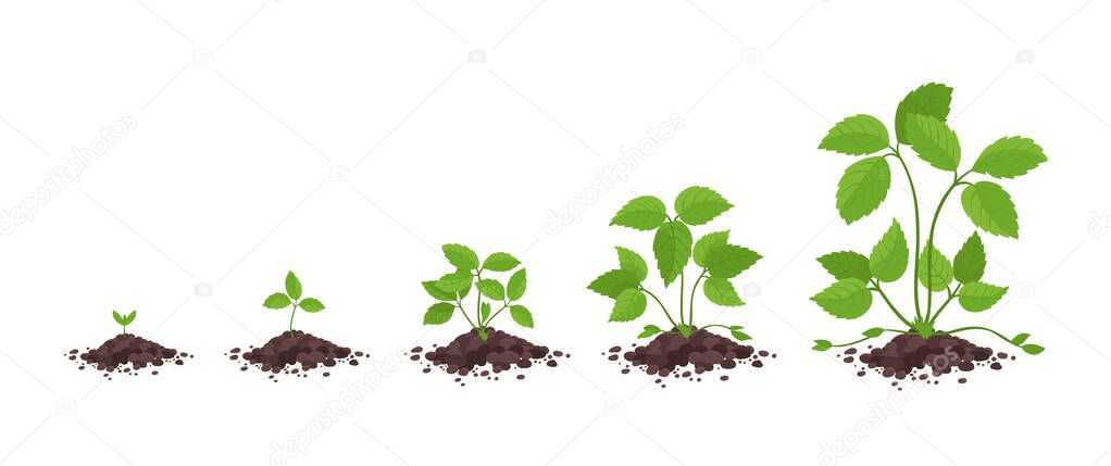 Strawberry plant growth stages. Without flowers and fruits only grass leaves. Fragaria development. Vector infographic.