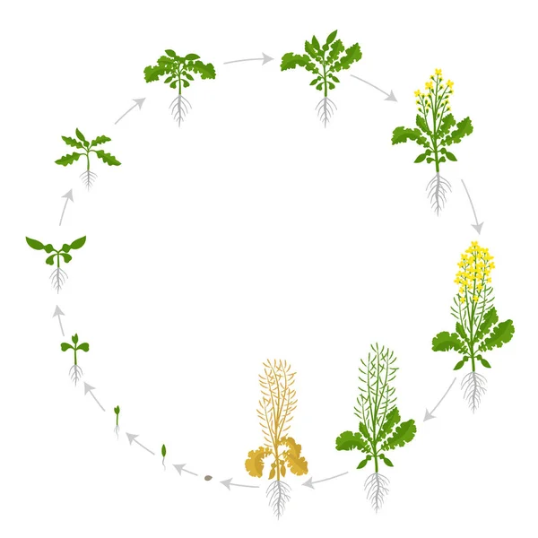 Raiskauskierto. Öljykasvien pyöreät kasvuvaiheet. Kasvukauden vaiheet. Brassica napus. Elonkorjuun animaatio etenee. Vektorin infografinen joukko. — vektorikuva