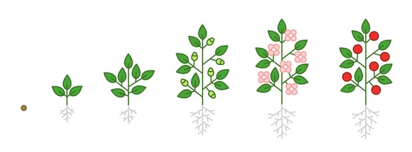 Stades de croissance des plantes infographie. Semis, floraison bourgeonnante et fruits. Étapes de la période de croissance. Récolte phase de progression de l'animation. Schéma du cycle vital. — Image vectorielle