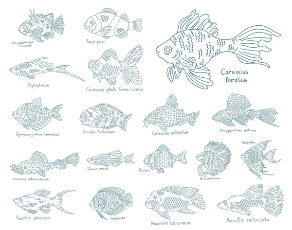 Аквариумная рыба. Коллекция морских животных. Векторная линия контура. Открытые пути. Штрих к таблице. — стоковый вектор