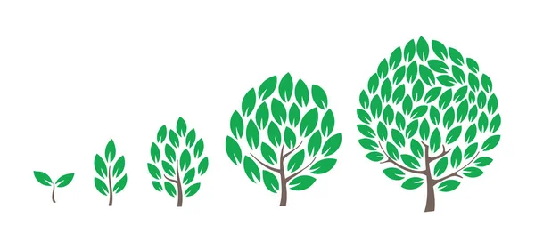 Etapas de crecimiento del árbol. Infografía de la etapa de desarrollo de plántulas. Progresión de animación. Proceso de vida del árbol. — Vector de stock