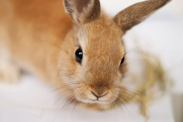 Cute red rabbit banny — Stock Photo, Image