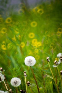 Makroda sarı karahindiba. Çayırda büyüyen çiçekler. Yaz fotoğrafı. Yakın plan..