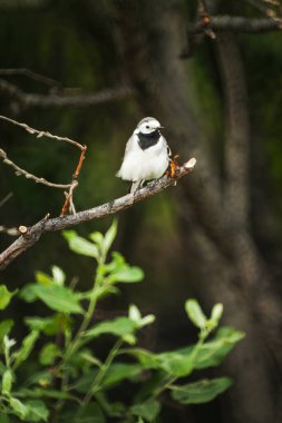 Ormandaki bir ağaç dalında küçük bir kuş oturuyor. Arkaplan duvar kağıdı.