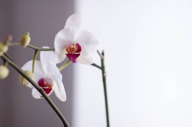 Çiçek açan orhid çiçekleri. Phalaenopsis beyaz renkleri çiçek açıyor. Güzel bir orkide kestanesi. Evin Flora 'sı, çiçek açan orkidelere yakın çekim. Evde güzel bir bitki. Ev çiçekleri ve