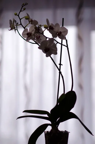 Flor orhid flores Phalaenopsis colores blancos que florecen de cerca. Hermoso pistilo de una orquídea. Flora de la casa, primer plano de orquídeas florecientes. Una hermosa planta en casa. Inicio flores y —  Fotos de Stock