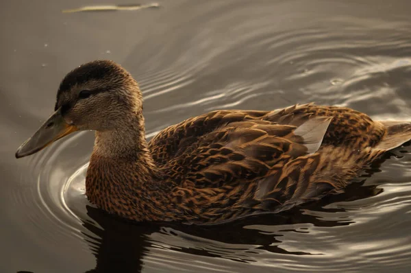 Close Van Een Schattig Vrouwtje Dat Rivier Zwemt Jonge Eend — Stockfoto