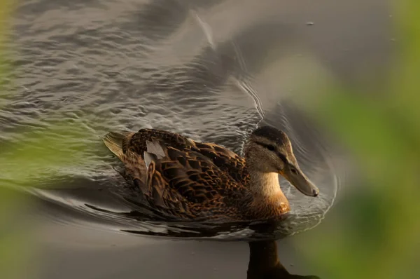 Detailní Záběr Roztomilé Divoké Samice Plavající Řece Mladá Kachna Vodě — Stock fotografie