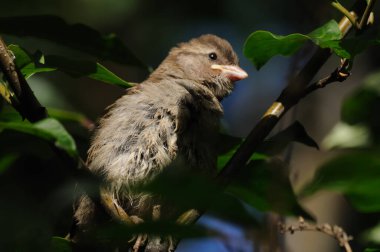 Avrasya Ağacı Serçesi Passer Montanus, güzel kuş, daldaki aç bebek. Avrasya ağaç serçesi Passer Montanus, güzel kuş. Yeşil yaprakların arka planına karşı bir dalda serçe..