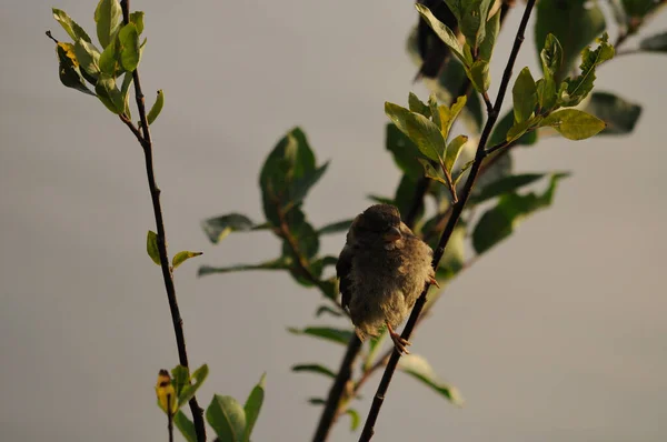 Eurasiatiska träd Sparv Passer montanus, vacker fågel, hungrig baby på gren. Eurasiatiska träd sparv Passer montanus, vacker fågel. En sparv på en gren mot en bakgrund av gröna blad. — Stockfoto