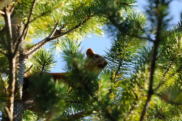 Nieuwsgierige rode eekhoorn gluurt achter de boomstam. Rode eekhoorn kijkend tussen de takken van taxusboom. — Stockfoto