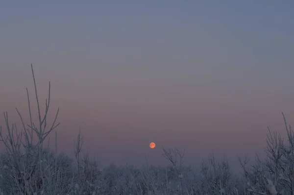 Moonopkomst boven een besneeuwd veld en een rij kale bomen op een bewolkte avond, Moermansk, Russische Federatie. Gele volle maan in de winter. Een Volle Maan boven een bevroren rivier in de winter. — Stockfoto