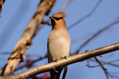İnanılmaz barışçıl bohem kanadı bir dala oturur ve mavi arka plandaki kardan uzağa bakar. Ağaç dalında vızıldıyor.
