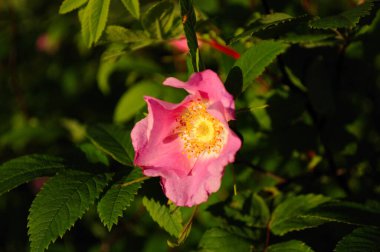 Bahçenin bulanık yeşil arka planında pembe gül çiçekleri yakın plan. İlkbaharda buruşuk gül goncası rugosa çiçeği. Seçici odak, görüntünün bir kısmı odak dışı