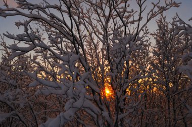 Kışın ağaçların arasındaki ormanda gün batımı. Mavi gökyüzüne karşı karlı ağaçlar.