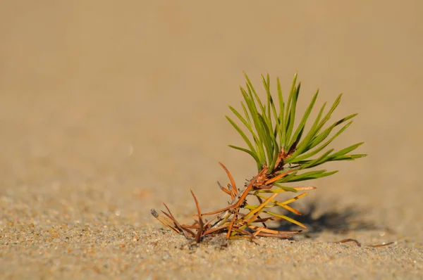 Sand Sprießt Eine Kleine Hellgrüne Kiefer Boden Wächst Eine Junge — Stockfoto