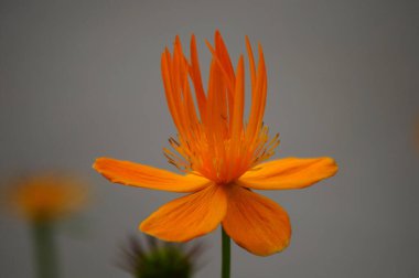 İsviçre 'nin St. Gallen kentinde bulunan sarı-turuncu Asya Globeflower (veya sadece Globe Flower). Latince adı Trollius Asiaticus, Kuzey Rusya, Sibirya ve Türkistan 'a özgüdür..