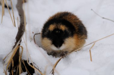 Norveçli lemming, karda yiyecek arayan kutup yaban hayvanı. Norveçli bir lemming 'in vahşi kaşları. Khibiny Dağları, Murmansk Bölgesi, Rusya.