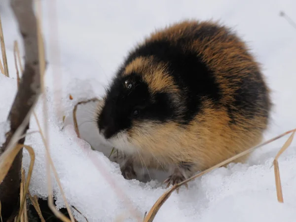 Norwegian lemming, an arctic wild animal in the snow looking for food. Wild scowl of a Norwegian lemming. Khibiny mountains, Murmansk region, Russia.