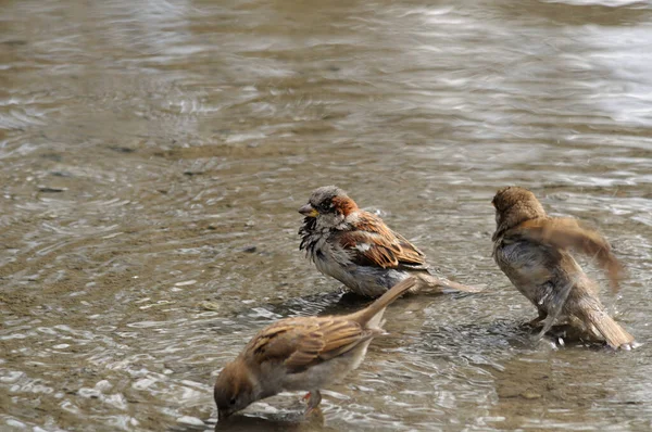 Drie mussen drinken water en wassen zich op de oever van de rivier. Sparrow vogels zwemmen in ondiep water. — Stockfoto