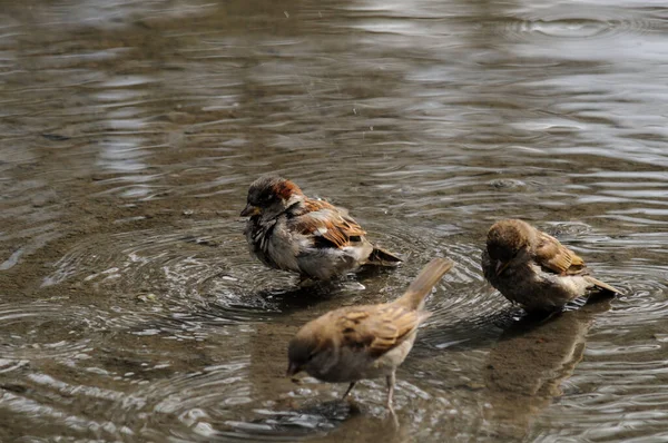 Tres gorriones beben agua y se lavan en la orilla del río. Los gorriones nadan en aguas poco profundas. —  Fotos de Stock