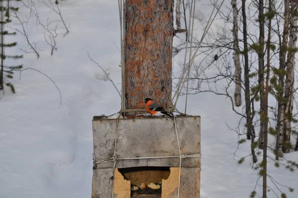 Wald hausgemachte Vogelfutterstelle. Der Rotgimpel frisst Futter vom Futterhäuschen. Wintervögel im Wald vor weißem Schnee. — Stockfoto