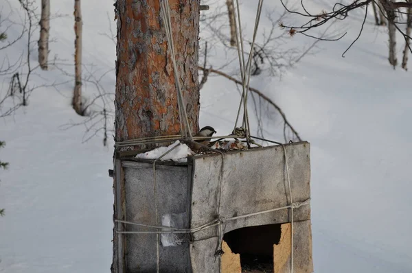 Forest homemade bird feeder. The gray tit bird eats food from the feeder. Winter birds in the forest on a background of white snow. — 图库照片