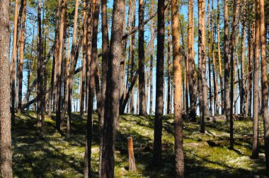 İnce uzun ağaçlar ormanda yoğun olarak yetişir. Rus çam ormanları Güneş ışınları çam ağaçlarının arasından yeryüzüne nüfuz eder.