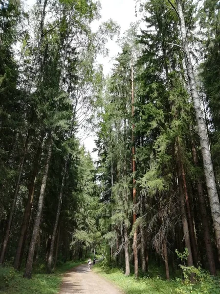 Spaziergang Pavlovsky Park Einem Sommertag Schöne Aussicht Den Park Viel — Stockfoto