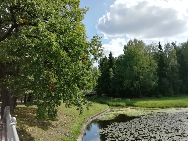 Walk Pavlovsky Park Summer Day Nice View Park Lots Greenery — Foto de Stock