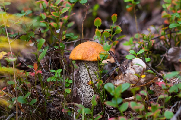 Ingefärssvamp Leccinum växer i skogen. Ung höst röd svamp. En ätlig bolussvamp med röd mössa växer bland blåbär i skogen. Vegetariskt färskt livsmedel. — Stockfoto