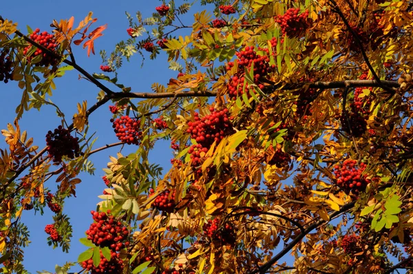 Sorbus Aucuparia Nın Dallarından Sarkan Kırmızı Meyveler Genellikle Rowan Olarak — Stok fotoğraf