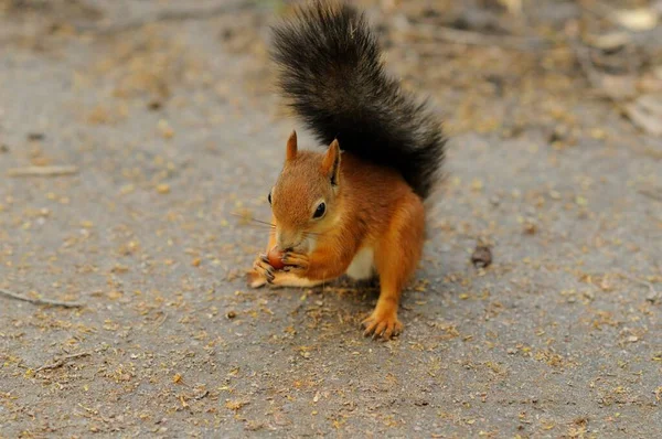 Squirrel Red Fur Fluffy Tail Eats Nuts Portrait Squirrel Holding — 스톡 사진