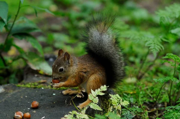 Bright Red Squirrel Sits Ground Park Squirrel Red Fur Fluffy — Stockfoto