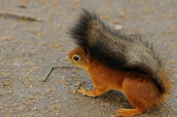 Ein Eichhörnchen mit rotem Fell und einem flauschigen Schwanz schaut zur Seite. Porträt eines schönen und niedlichen Nagetiers im Wald. Ein kleines leuchtend rotes Eichhörnchen sitzt auf dem Boden im Park. — Stockfoto