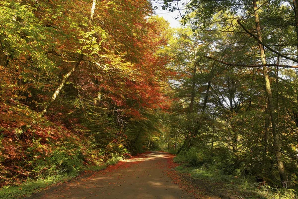 Schöne goldene Herbstlandschaft Stockbild