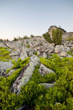 gün batımı yeşil alanda