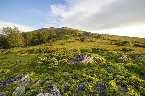 Sonnenuntergang über grünem Feld — Stockfoto