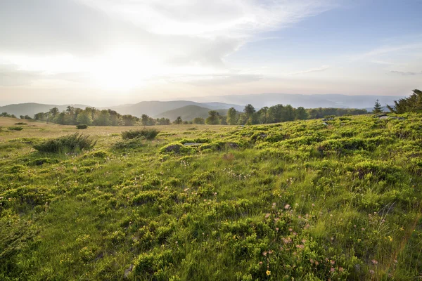 Solnedgång över grönt fält — Stockfoto