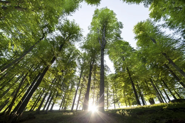 Florestas. natureza verde madeira fundos de luz solar — Fotografia de Stock