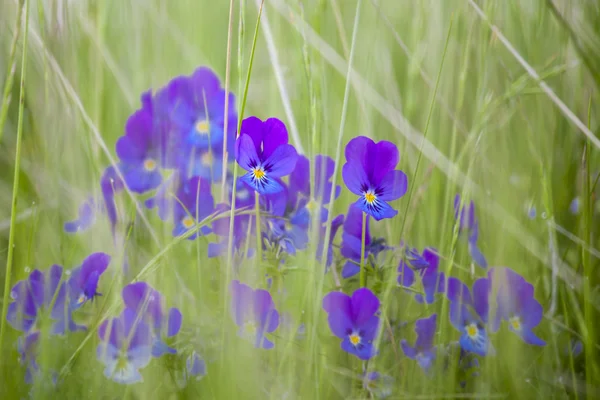 Fiore azzurro su uno sfondo di erba e altro — Foto Stock