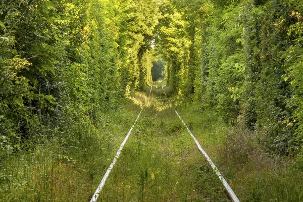 Túnel de "amor" formado por árboles en Rumania —  Fotos de Stock