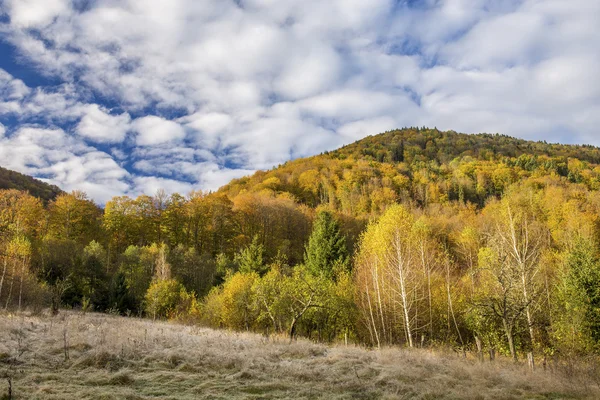 Detalle del bosque a finales de otoño — Foto de Stock