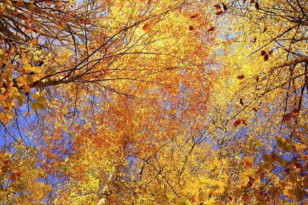 Orman ayrıntılı olarak geç sonbaharda — Stok fotoğraf