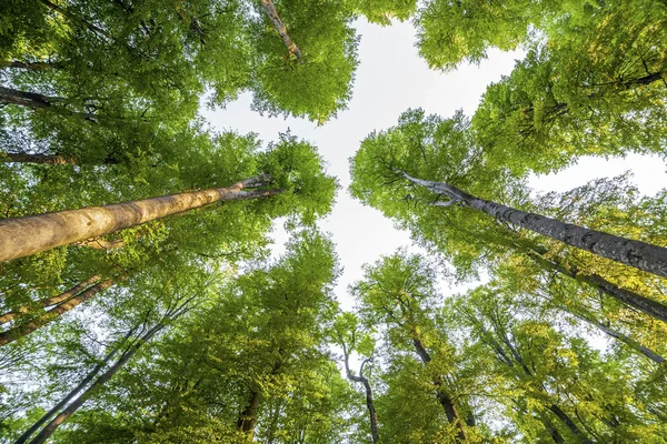 Waldbäume. Natur grün Holz Sonnenlicht Hintergründe — Stockfoto