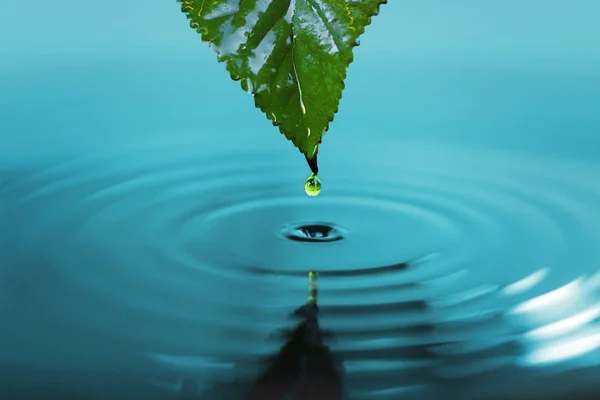 Drop leaf — Stock Photo, Image