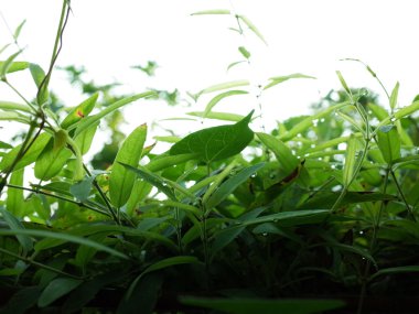 Makro (seçici odak) çiğ damla üzerinde ot sabah vurdu