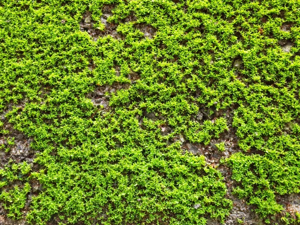 Texture di muschio verde sul muro di cemento — Foto Stock