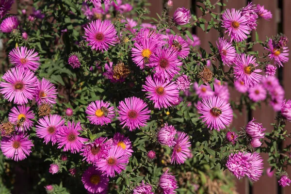 Bush de astros roxos iluminado pelo sol. Flores e jardins — Fotografia de Stock